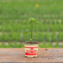Pepper – Habanero Red – 4″ Pot